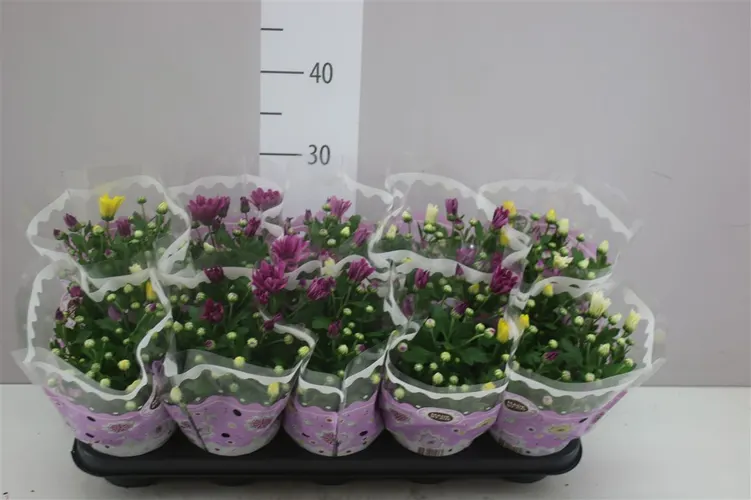 Chryzantéma črepníková Carnaval črepník 12 cm