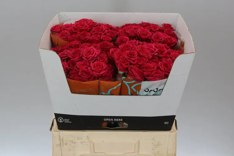 Rosa Tr Quincy 60 cm