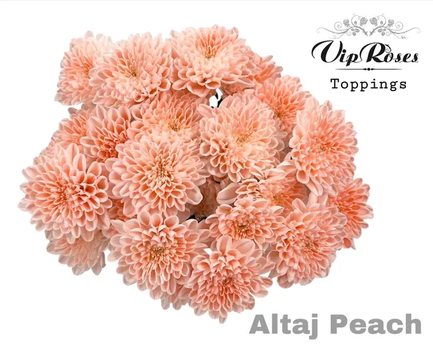 Chryzantéma trsová Altaj Peach 70 cm