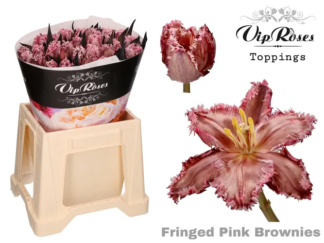Tu Fr Fringed Pink Brownies 38 cm