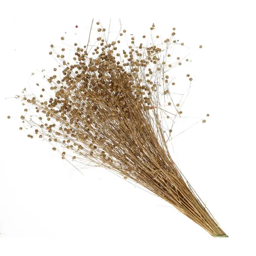 Sušený kvet Lino/flax hnedá 60 cm