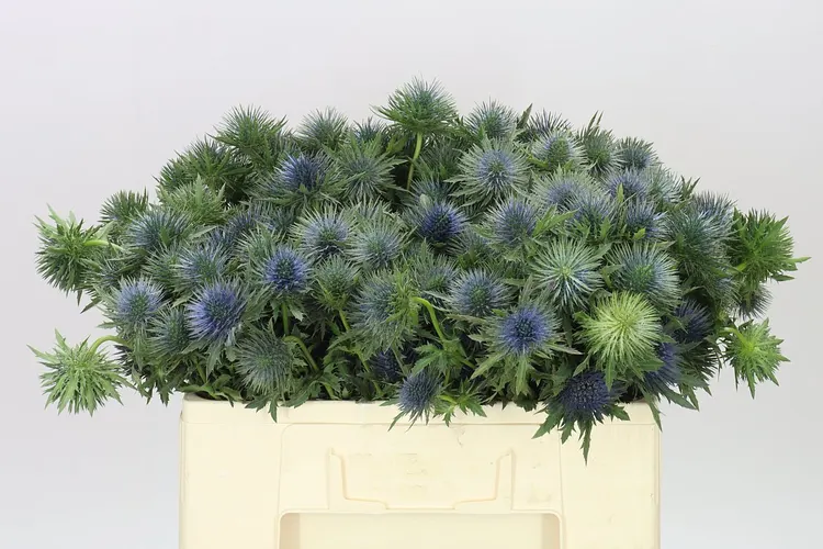 Eryngium Magnet 50 cm