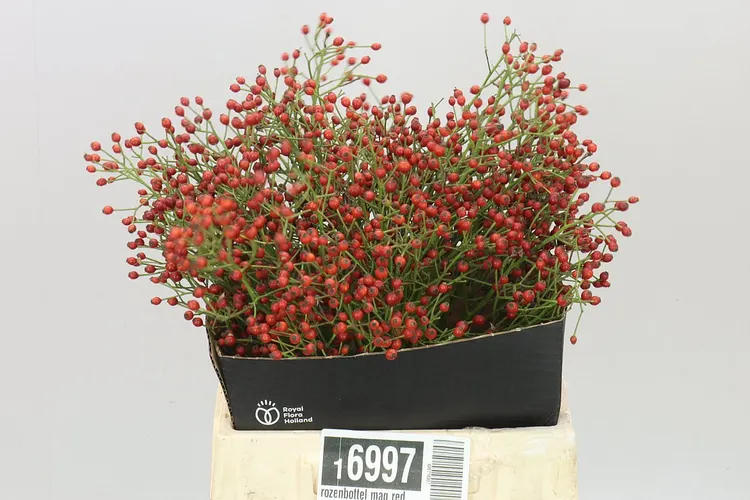 Rozenbottel Mag Red Cascade 40 cm