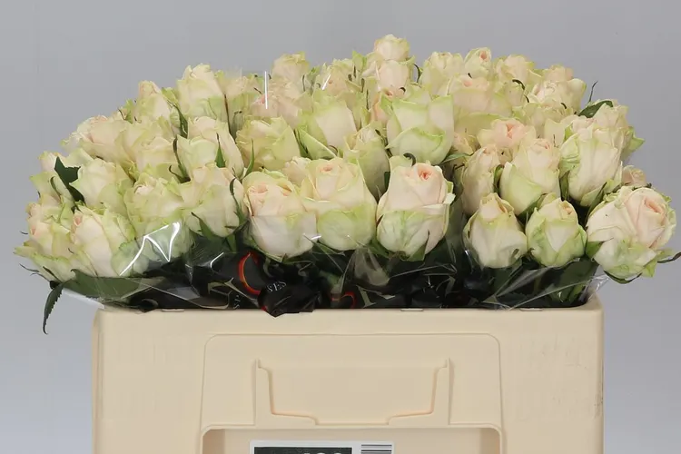 Rosa Gr Wedding Rose 50 cm