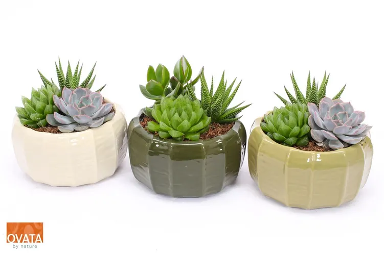 Succulenten Gemengd In Malmo črepník 17 cm