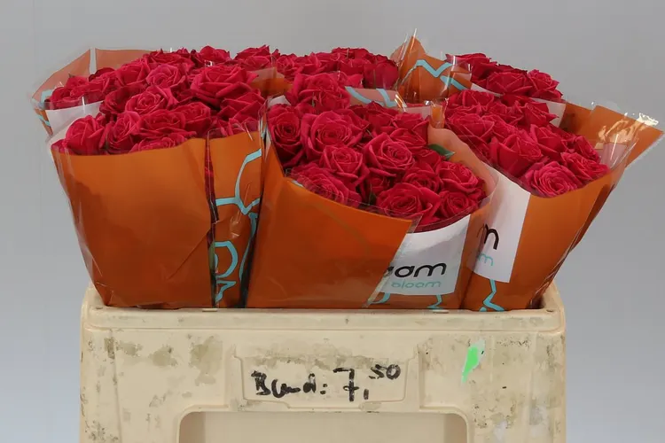 Rosa Tr Quincy 50 cm