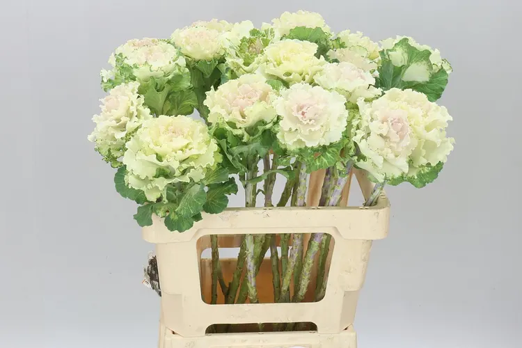 Okrasná kapusta First White 60 cm