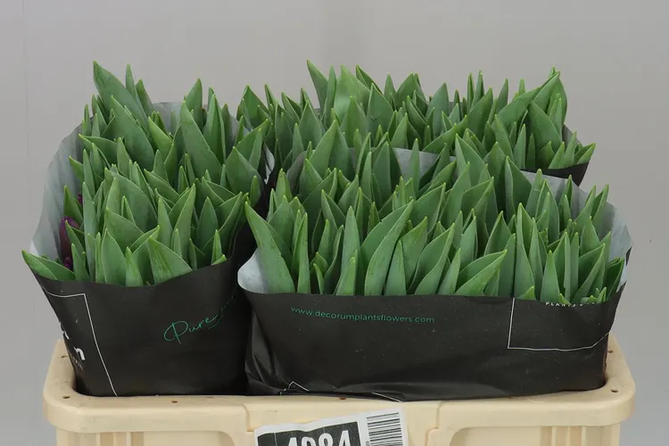 Tulipán jednoduchý Bullit 34 cm