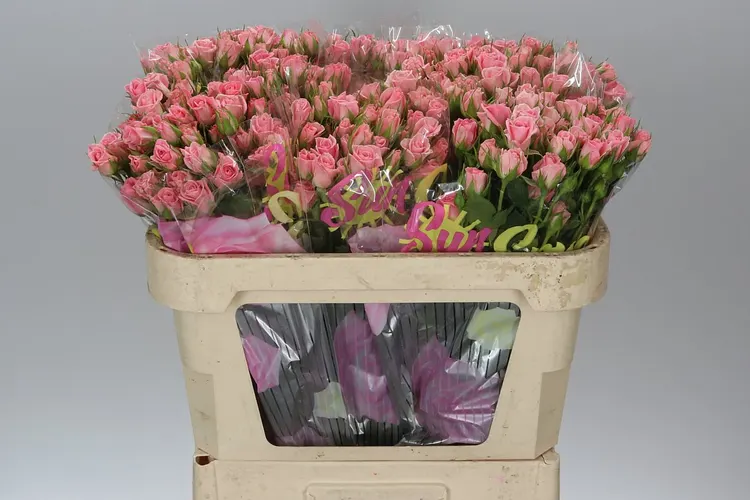Rosa Tr Odilia 70 cm
