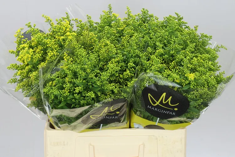 Solidago / Zlatobyľ (hlavný sklad)