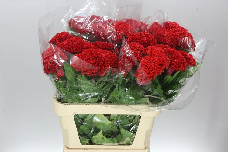 Celosia C Smashing 75 cm