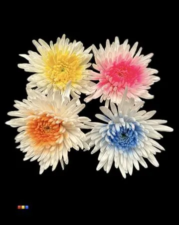 Chr G Ana White + Mix 70 cm