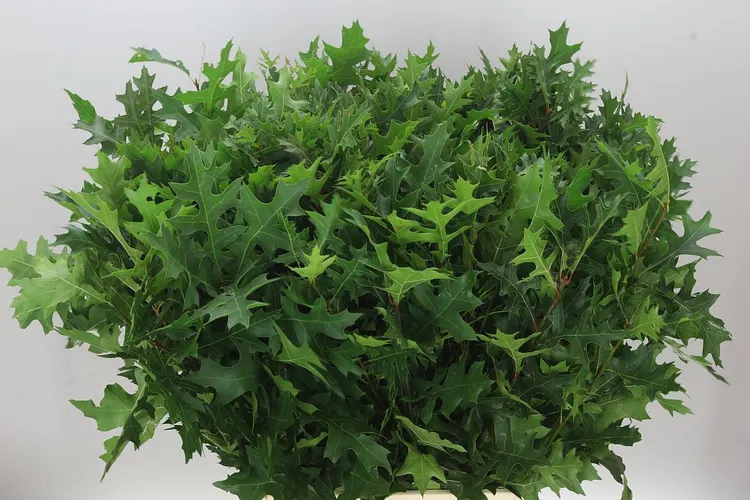 Quercus Palustrus 80 cm