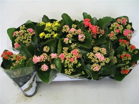 Kalanchoe Calandiva mix črepník 10 cm