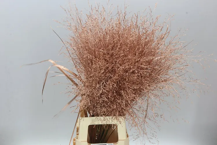 Panicum farbené Copper 95 cm