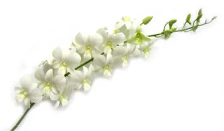 Dendróbiá (Dendrobium)