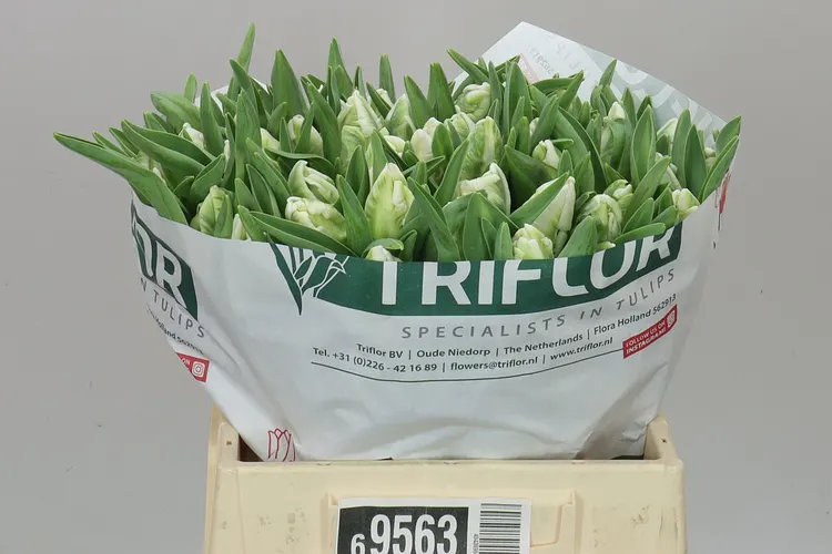 Tulipa Pa Superparrot 40 cm