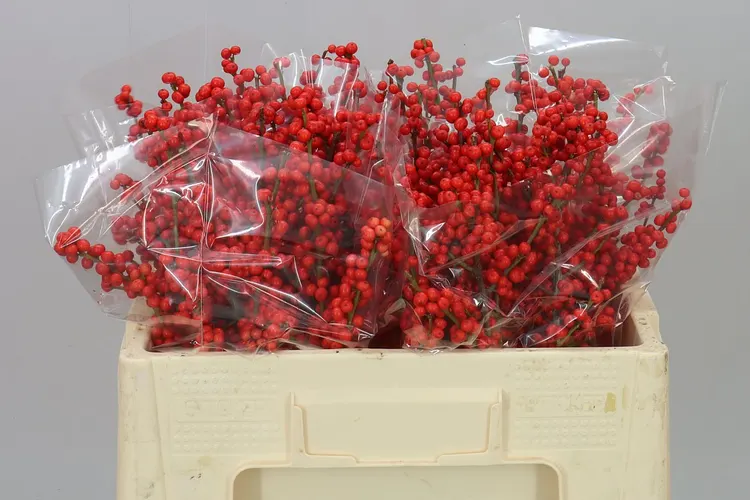 Ilex Verticillata 50 cm