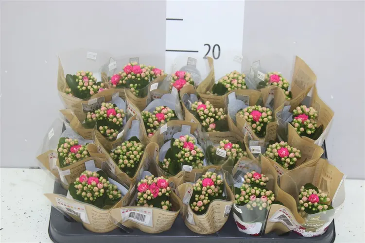 Kalanchoe Rosalina Roze črepník 6 cm