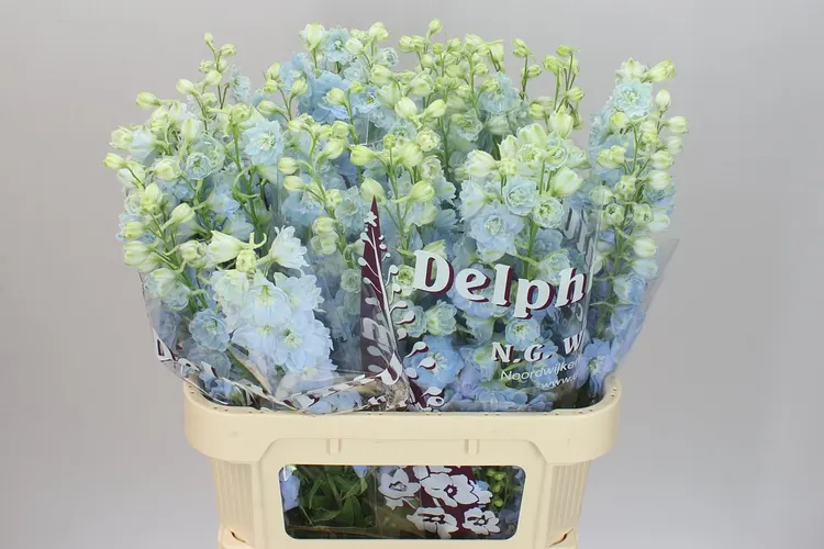 Delph El Dewi Boy 80 cm