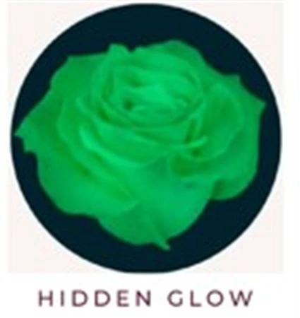 Ruža farbená Hidden Glow, Ekvádor 50 cm