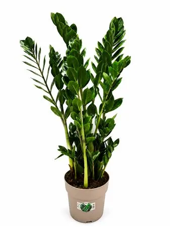 Zamioculcas 90cm 10+ črepník 23 cm