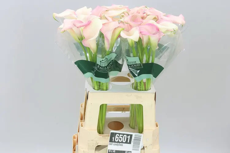 Zant Candyfloss 65 cm
