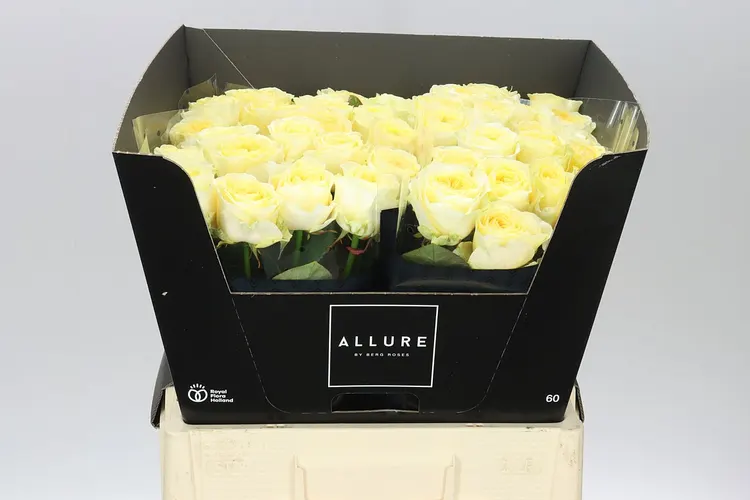 Ruža Buttercup Allure 60 cm