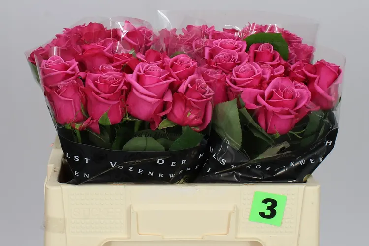 Ruža Kiss Me Kate 50 cm