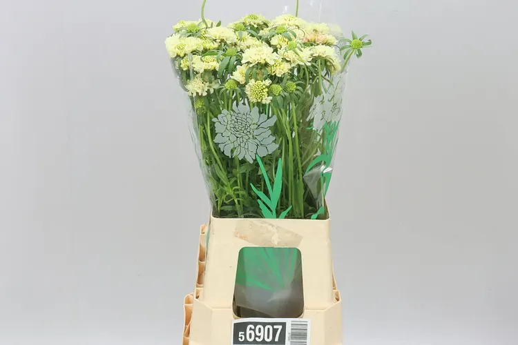 Scabiosa Atr Banana Scoop 65 cm