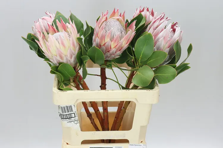 Protea Cynaroides Xl 60 cm