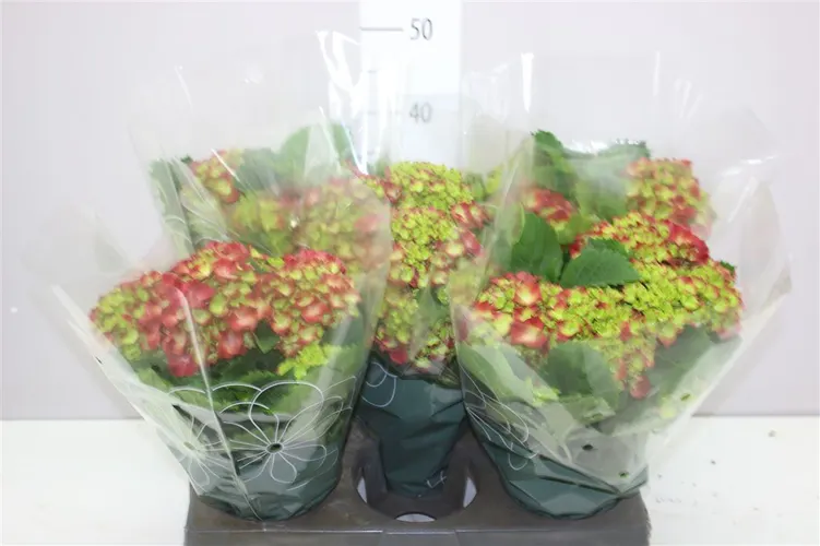 Hortenzia črepníková Hi Fire Red 6+ črepník 14 cm