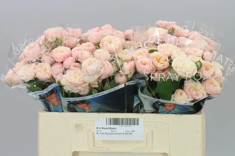 Rosa Tr Royal Blush 50 cm