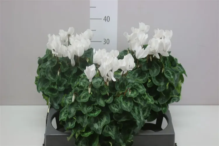 Cyklámen veľkokvetý S S Xl biely A2 črepník 15 cm