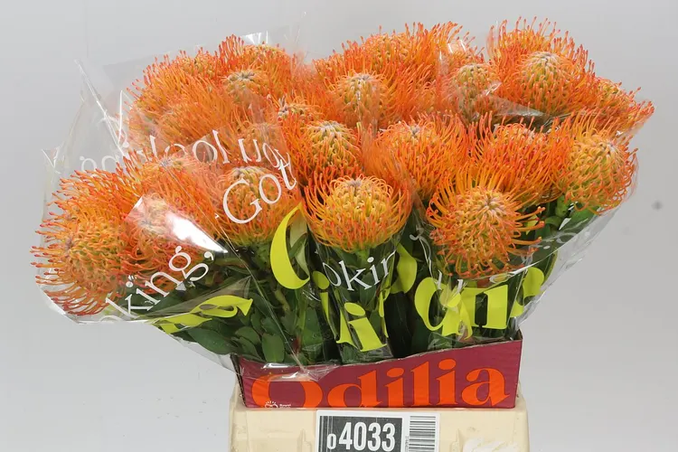 Leucospermum Ayoba Sun 50 cm