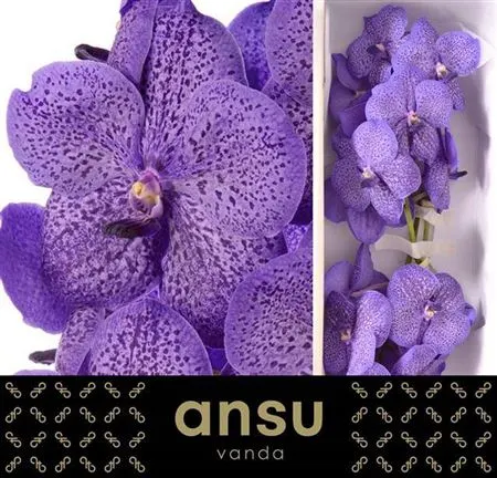 Orchidea Vanda Su Lave Sprink 25 cm