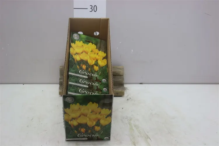 Bol Crocus Vernus Golden Yellow X10