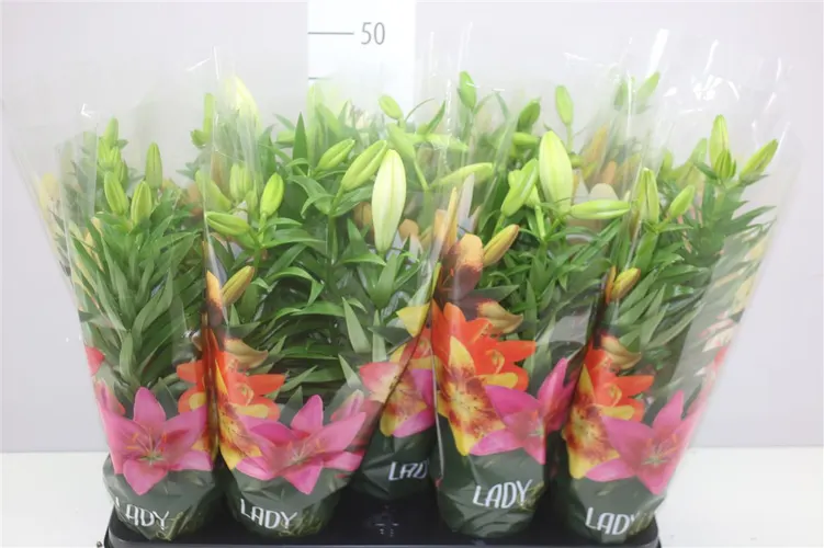 Ľalia ázijská mix 3pp črepník 13 cm