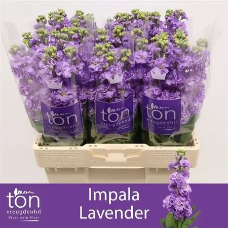 Matthiola Lavender 57 cm