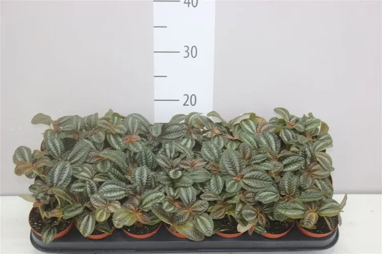Pilea Norfolk črepník 8,5 cm
