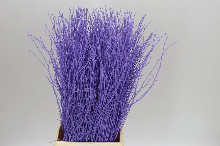 Breza Milka 70 cm