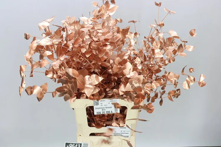 Eukalyptus Cinerea Copper 70 cm