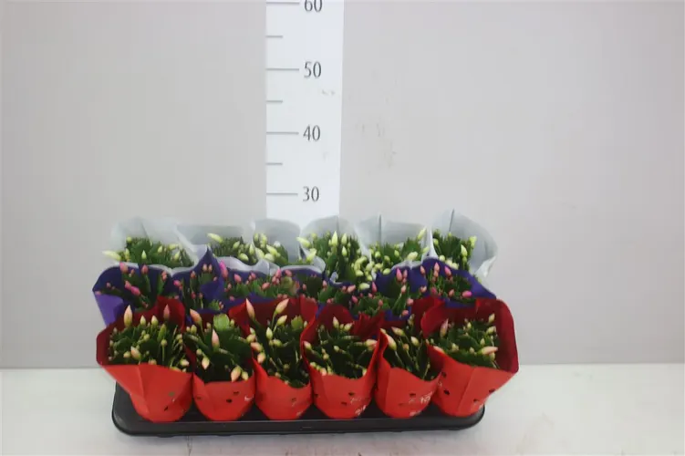 Schlumbergera Gemengd črepník 9 cm