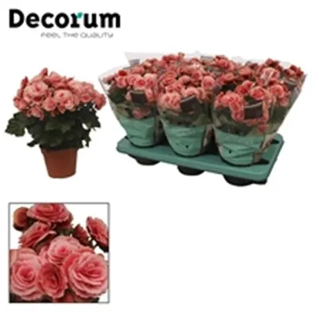 Begónie (Begonia)