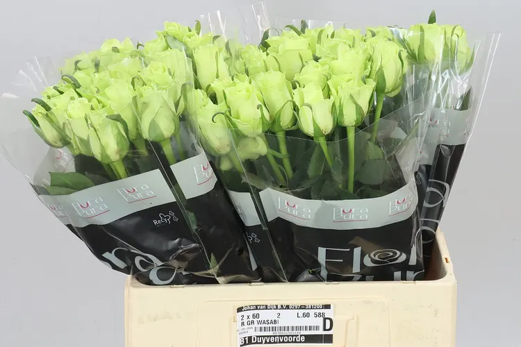 Rosa Gr Wasabi 60 cm
