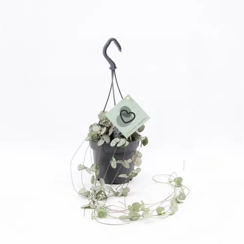 Ceropegia Woodii Hang črepník 12 cm