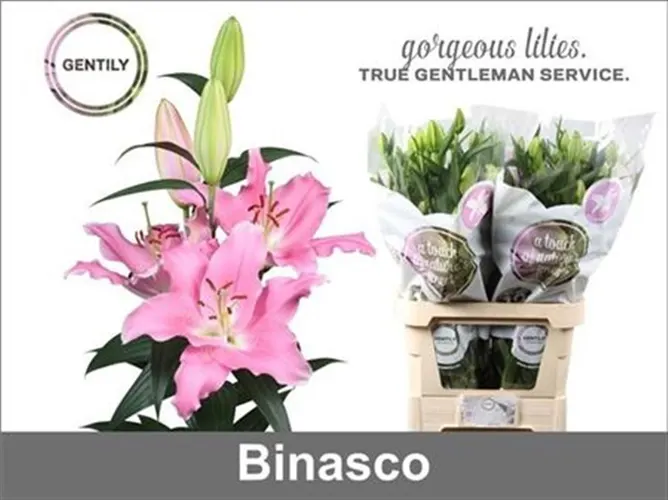 Lil Or Binasco 90 cm