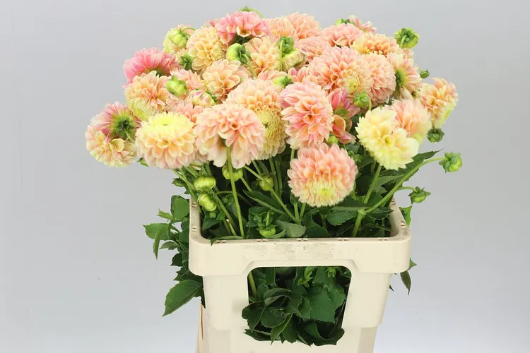 Dahlia Sweet Suzanne 55 cm