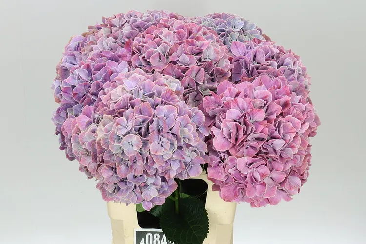 Hydrangea Sweet Ruby 60 cm