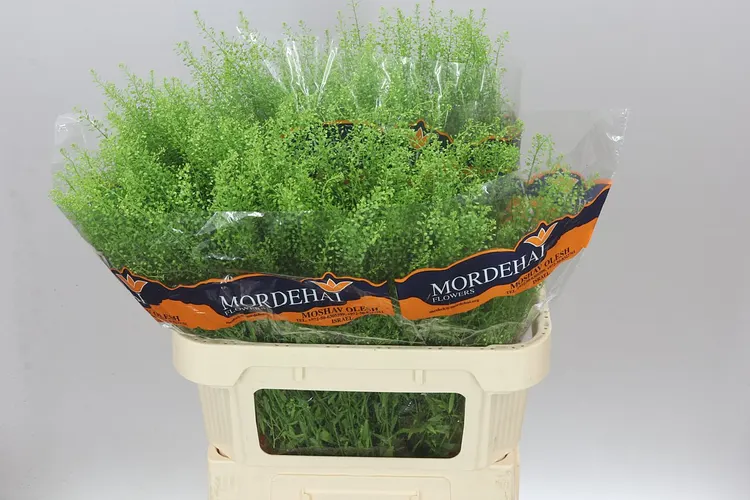 Thlaspi Green Bell 80 cm